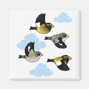 AftonGrosbeaks i flyg Magnet