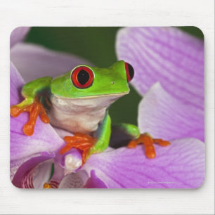 Agalychnis callidryas. musmatta