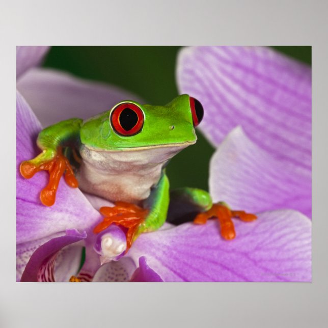 Agalychnis callidryas. poster (Framsidan)