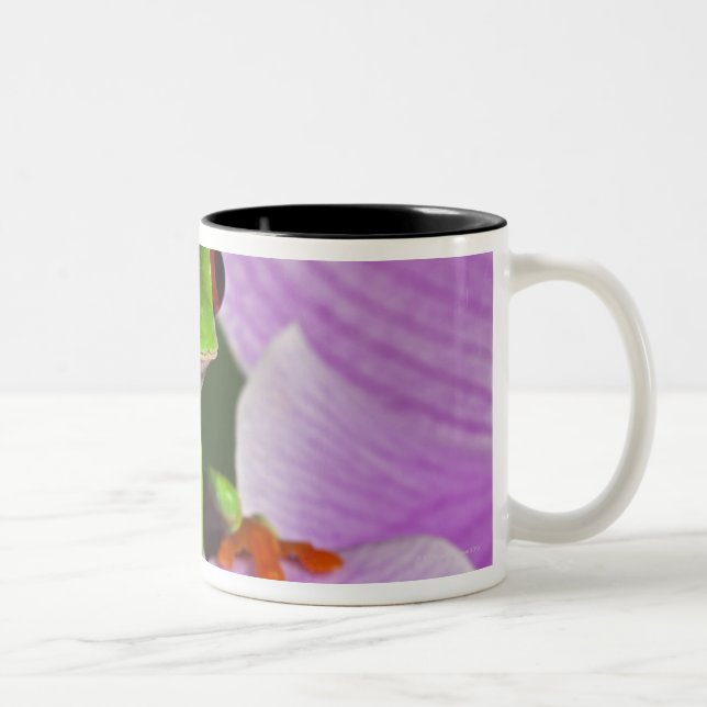 Agalychnis callidryas Två-Tonad mugg (Höger)