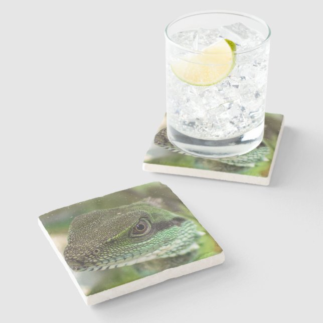 Agama, ödla stenunderlägg (Sidan)