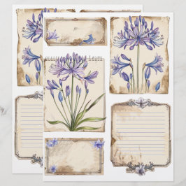 Agapanthus blomma Fussy Snittbuk Brevhuvud