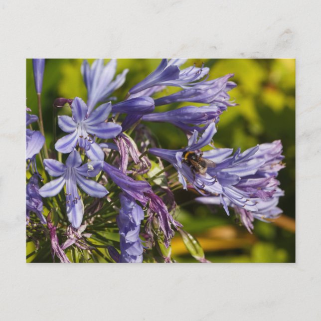 Agapanthus-blommor och -bin vykort (Framsida)