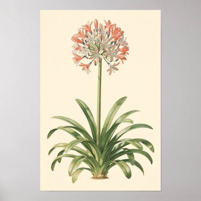 Agapanthus Botanisk Studie Affisch (Framsidan)
