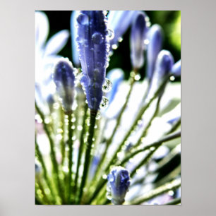 Agapanthus Droppar Poster