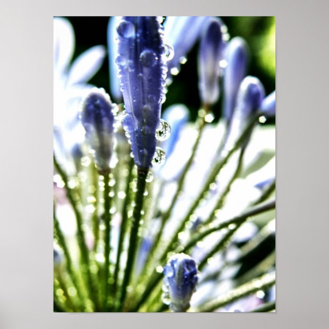 Agapanthus Droppar Poster (Framsidan)