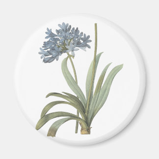 Agapanthus Flower Magnet