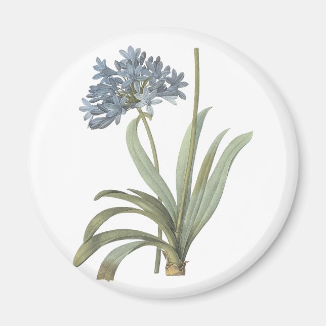 Agapanthus Flower Magnet (Framsidan)