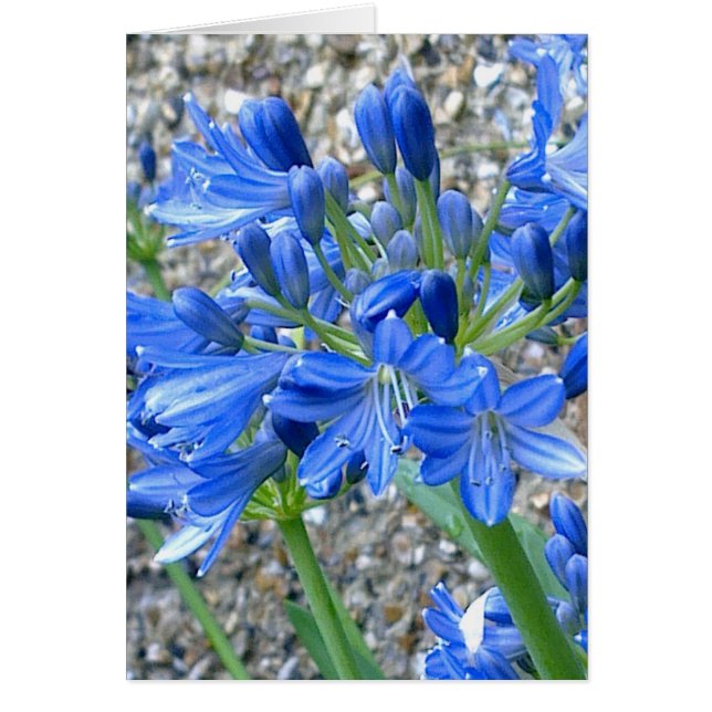 Agapanthus Hälsningskort (Framsidan)