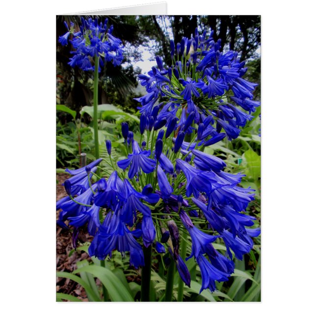 Agapanthus Hälsningskort (Framsidan)