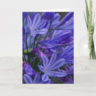 Agapanthus Kort