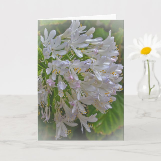 Agapanthus Lily Flowers Blommigt Art Note Card Kort (Liten växt)