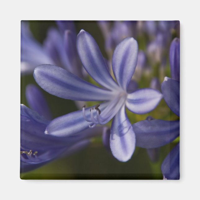 Agapanthus Magnet (Framsidan)