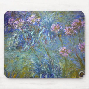 Agapanthus, Monet Musmatta