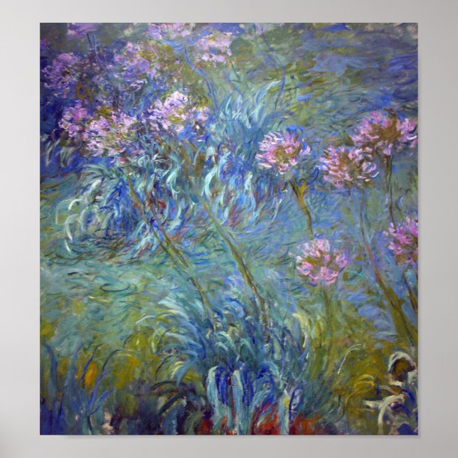 Agapanthus, Monet Poster (Framsidan)