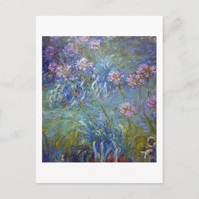 Agapanthus, Monet Vykort (Framsida)