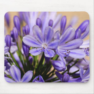 Agapanthus Musmatta