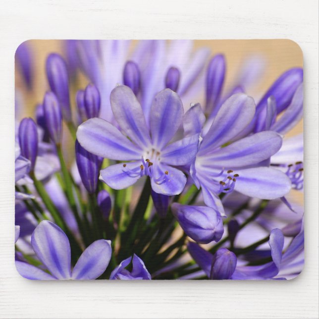 Agapanthus Musmatta (Framsidan)