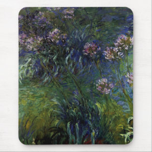 Agapanthus Musmatta
