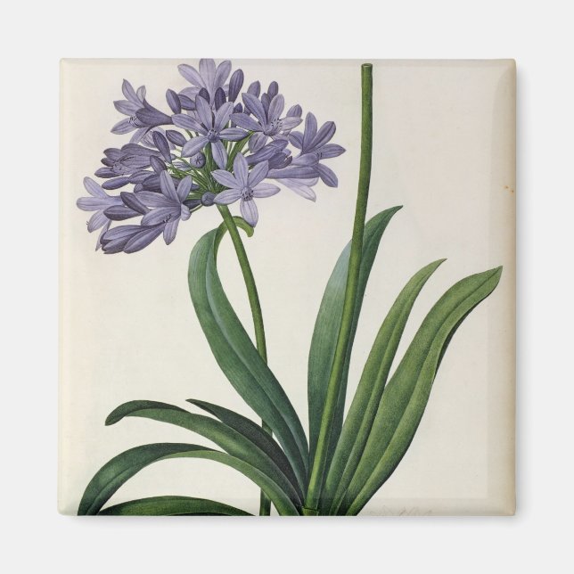 Agapanthus parapllatus magnet (Framsidan)
