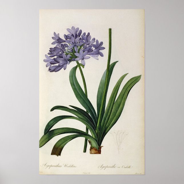 Agapanthus parapllatus poster (Framsidan)