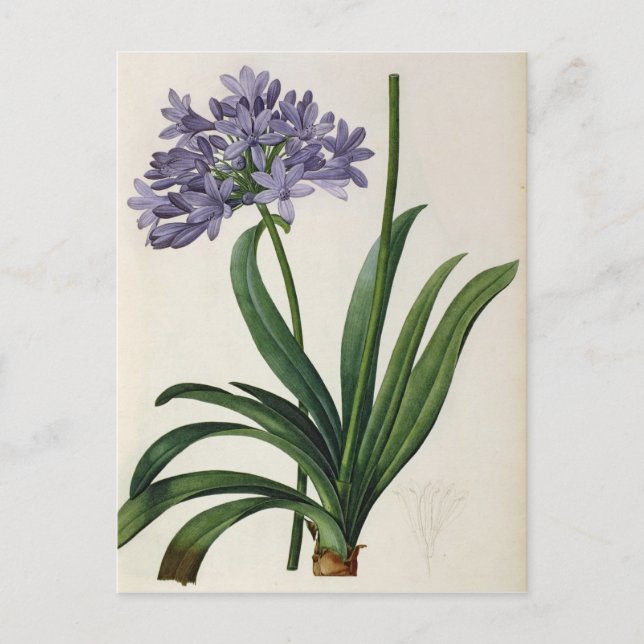 Agapanthus parapllatus vykort (Framsida)