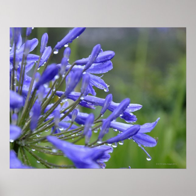 Agapanthus praecox, allmänt känd som Agapanthus pr Poster (Framsidan)