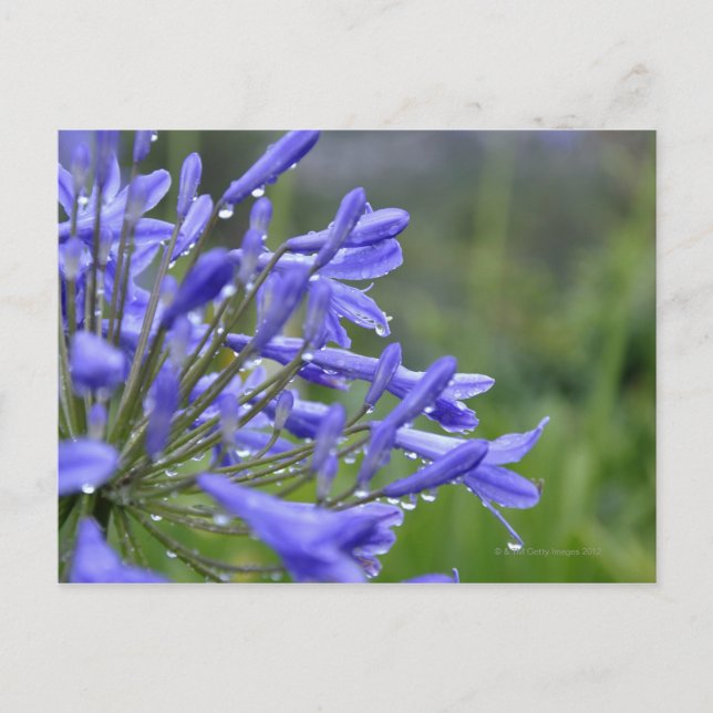 Agapanthus praecox, allmänt känd som vykort (Framsida)