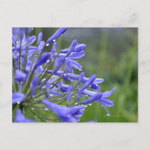 Agapanthus praecox, allmänt känd som vykort