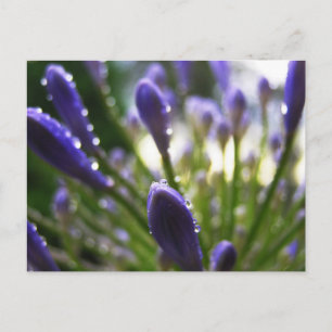 Agapanthus Raindrops Makrovykort Vykort