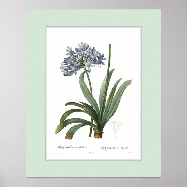 Agapanthus umbellatus,Anpassningsbar gräns Poster (Framsidan)