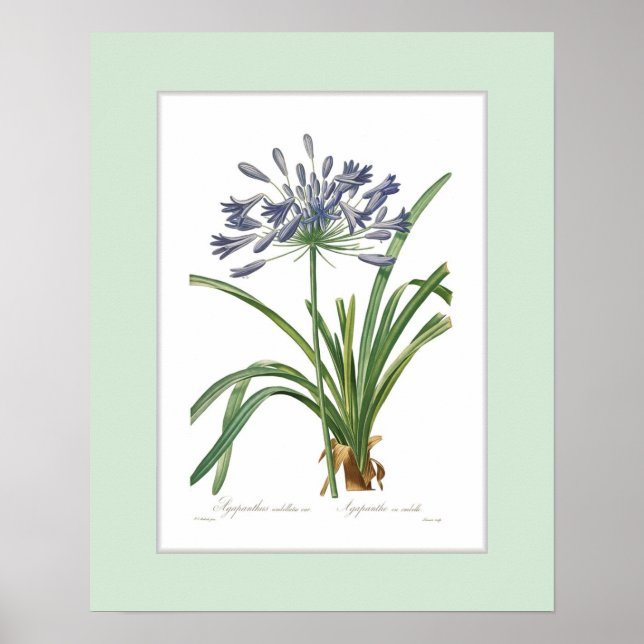 Agapanthus umbellatus,Anpassningsbar gräns Poster (Framsidan)