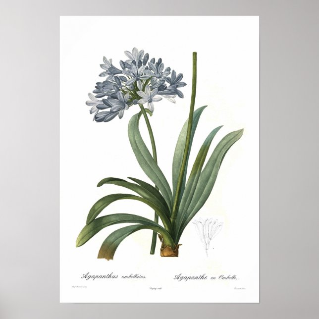 Agapanthus umbellatus poster (Framsidan)