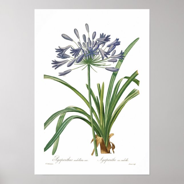 Agapanthus umbellatus poster (Framsidan)