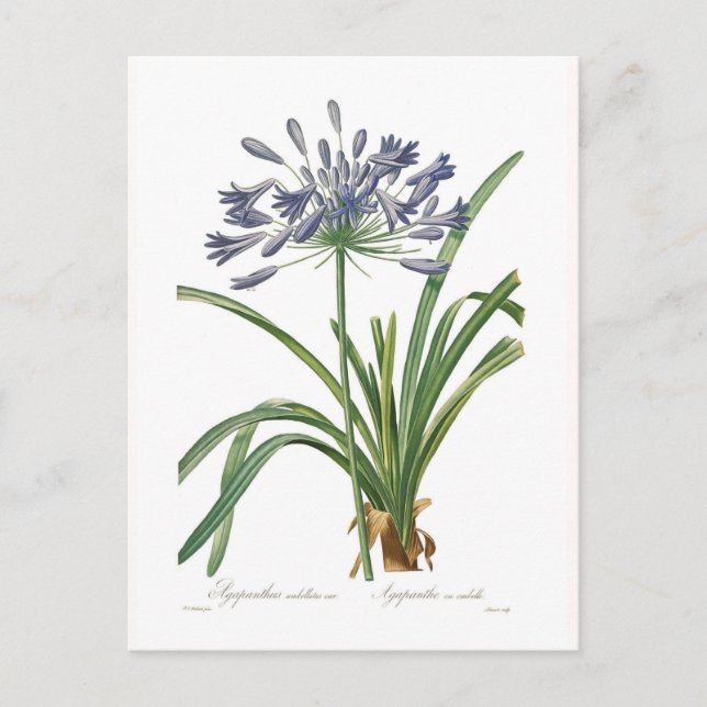 Agapanthus umbellatus vykort (Framsida)