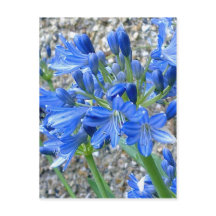 Agapanthus vykort