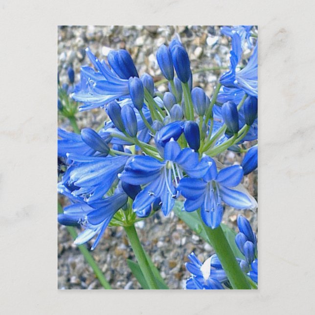 Agapanthus vykort (Framsida)