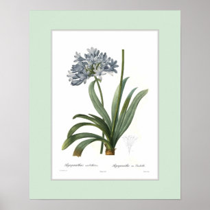 Agapanthusumbellatus, beställnings- gräns poster