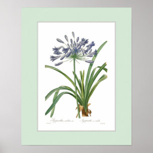 Agapanthusumbellatus, beställnings- gräns poster