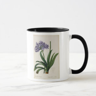 Agapanthusumbrellatus Mugg