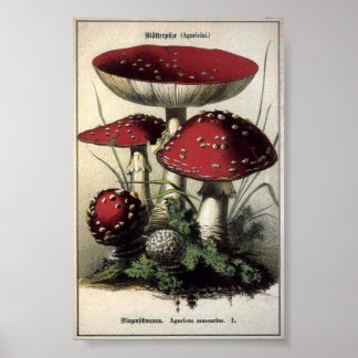 Agaricus muscarius spp. poster