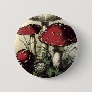 AgaricusMuscarius champinjon Knapp