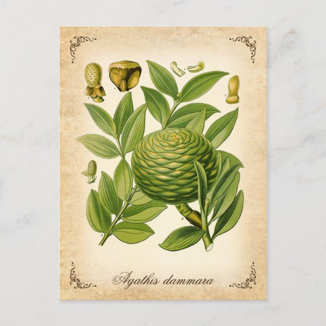 Agathis dammara vintage illustration vykort (Framsida)