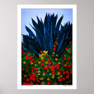 AGAVE and BLOOMS - CALIFORNIA KUSTEN Poster