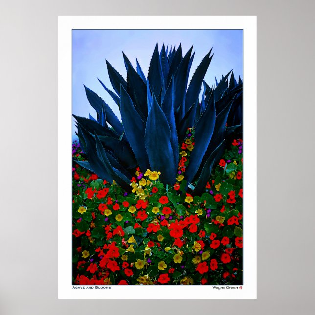 AGAVE and BLOOMS - CALIFORNIA KUSTEN Poster (Framsidan)