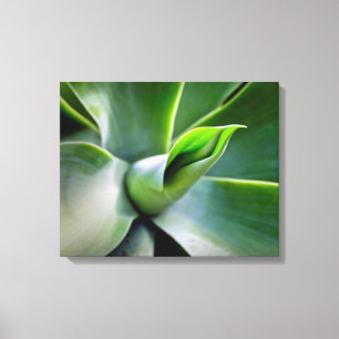 Agave Attenuata Canvastryck