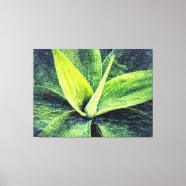 Agave Attenuata Canvastryck