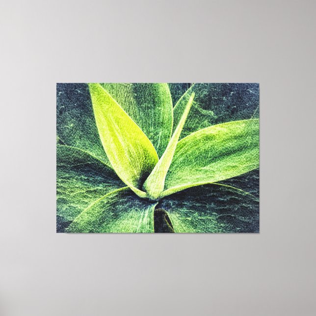Agave Attenuata Canvastryck (Framsida)