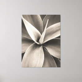 Agave attenuata canvastryck