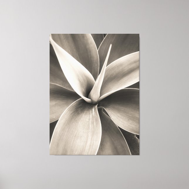 Agave attenuata canvastryck (Framsida)